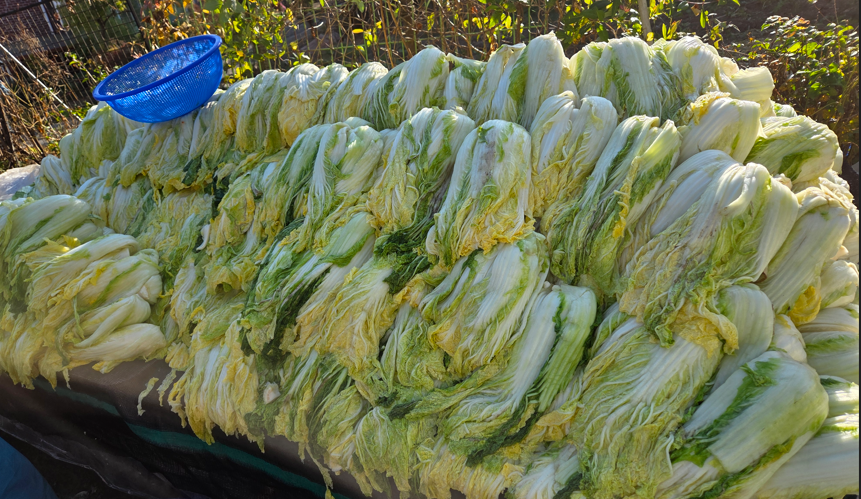 /user/s/sujichambit/editor/2511/89cc2af0de804206006715ea34ed3d03_1763472015_5838.png 이미지크게보기