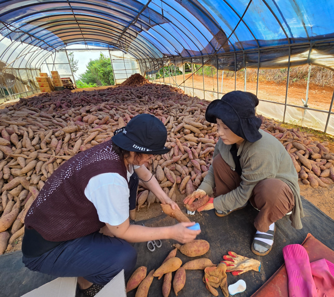 /user/s/sujichambit/editor/2512/0a3b634215d554f32616e789b64a473d_1764845330_4446.png 이미지크게보기