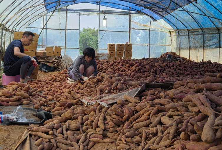 /user/s/sujichambit/editor/2512/0a3b634215d554f32616e789b64a473d_1764845331_4667.png 이미지크게보기