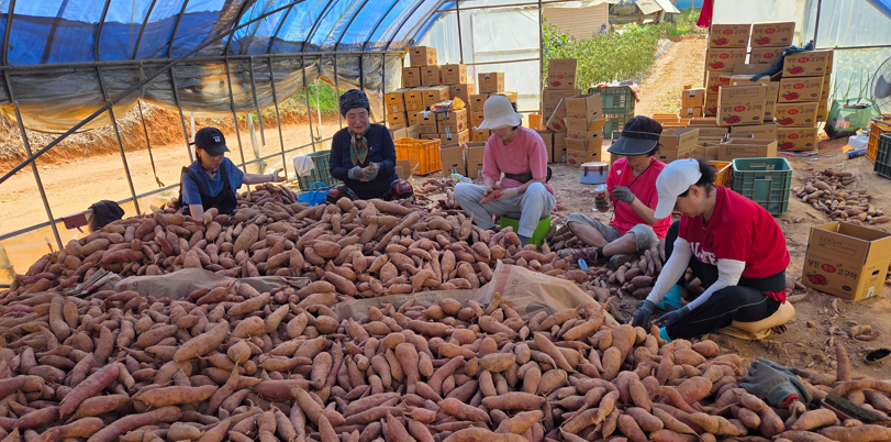 /user/s/sujichambit/editor/2512/0a3b634215d554f32616e789b64a473d_1764845353_8702.png 이미지크게보기