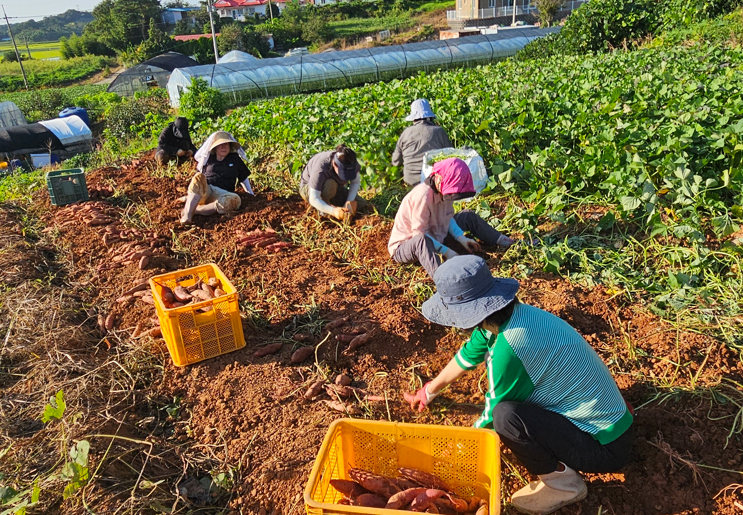 /user/s/sujichambit/editor/2512/0a3b634215d554f32616e789b64a473d_1764845354_2147.png 이미지크게보기